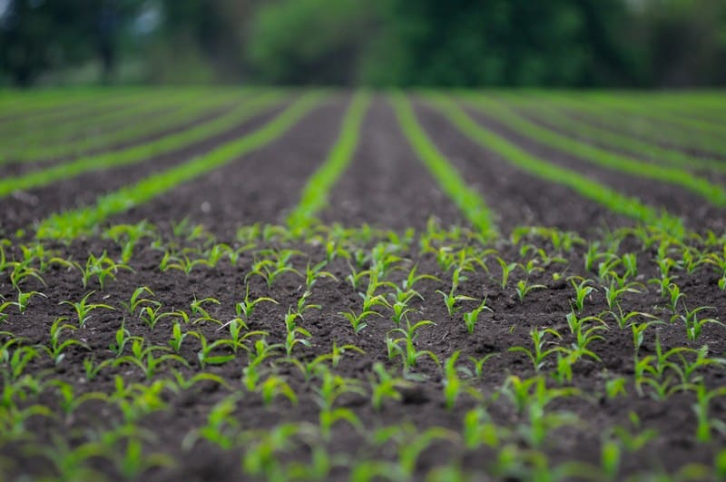 Soil-Health-and-Gypsum-Modesto-CA