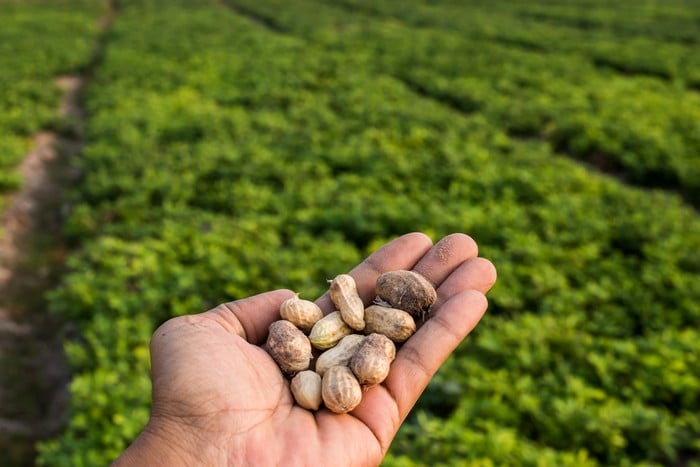 Calcium-for-Peanuts-Prattville-AL