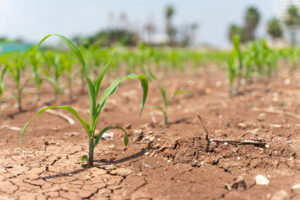 Gypsum for Droughts-Sheridan-WY